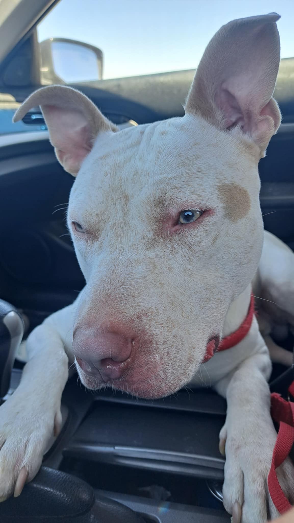 Enlarge Bodie, a Adoptable Pit Bull Terrier in Seal Beach, CA image 6/6