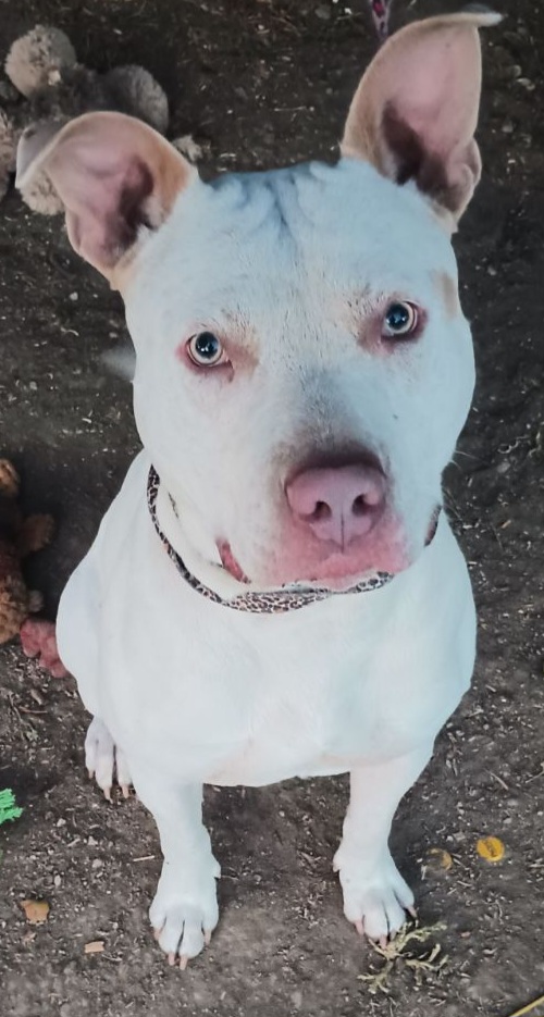 Enlarge Bodie, a Adoptable Pit Bull Terrier in Seal Beach, CA image 3/6