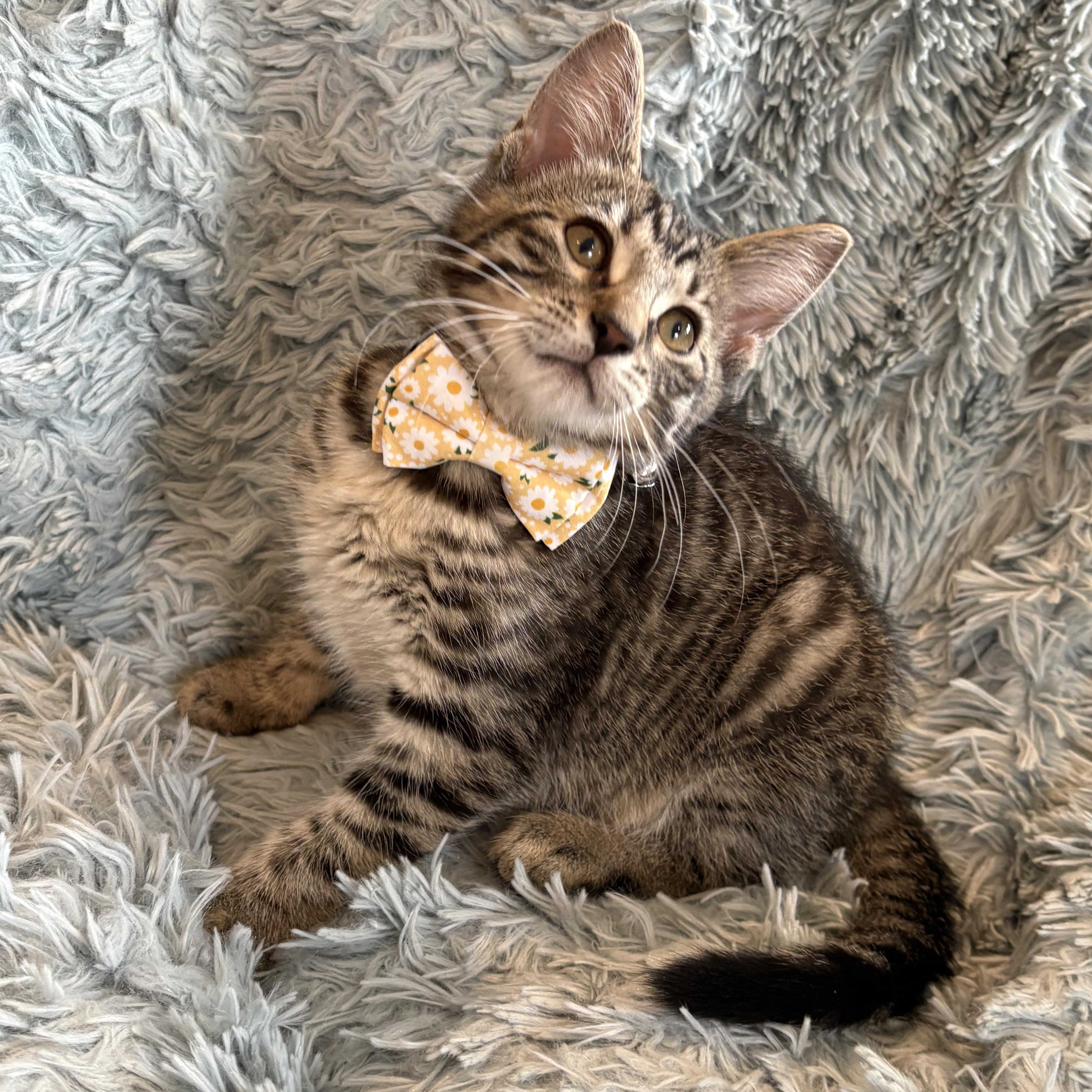 Uno, Baby Male Domestic Short Hair