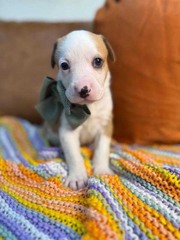 Tower Bridge — thumbnail 2