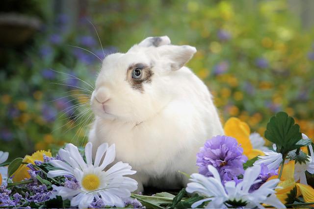 Lola 1 (South Surrey), Adopted, Adult Female Dwarf & Bunny Rabbit.