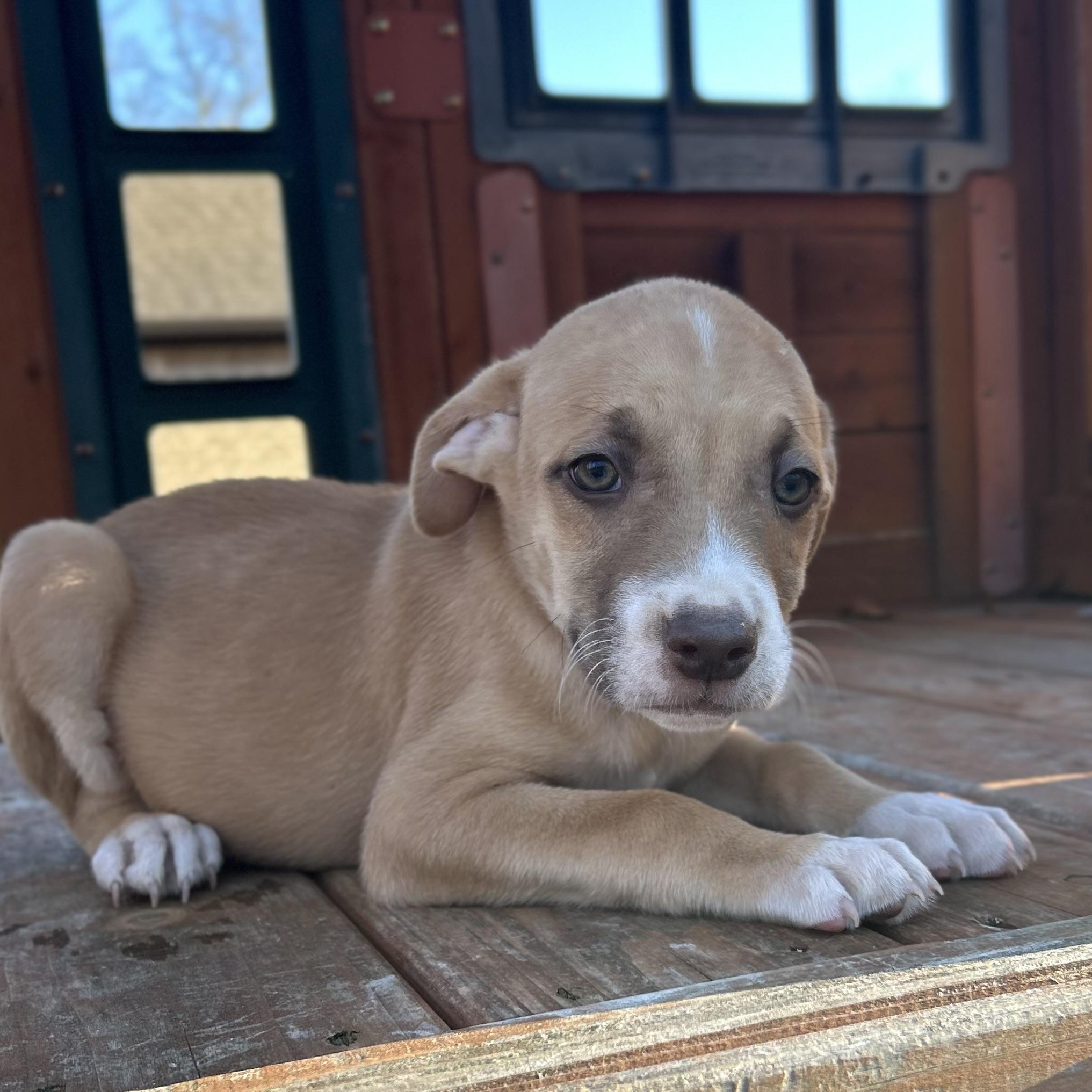 Enlarge TomTom, a Adoptable mixed breed in Warrior, AL image 1/6