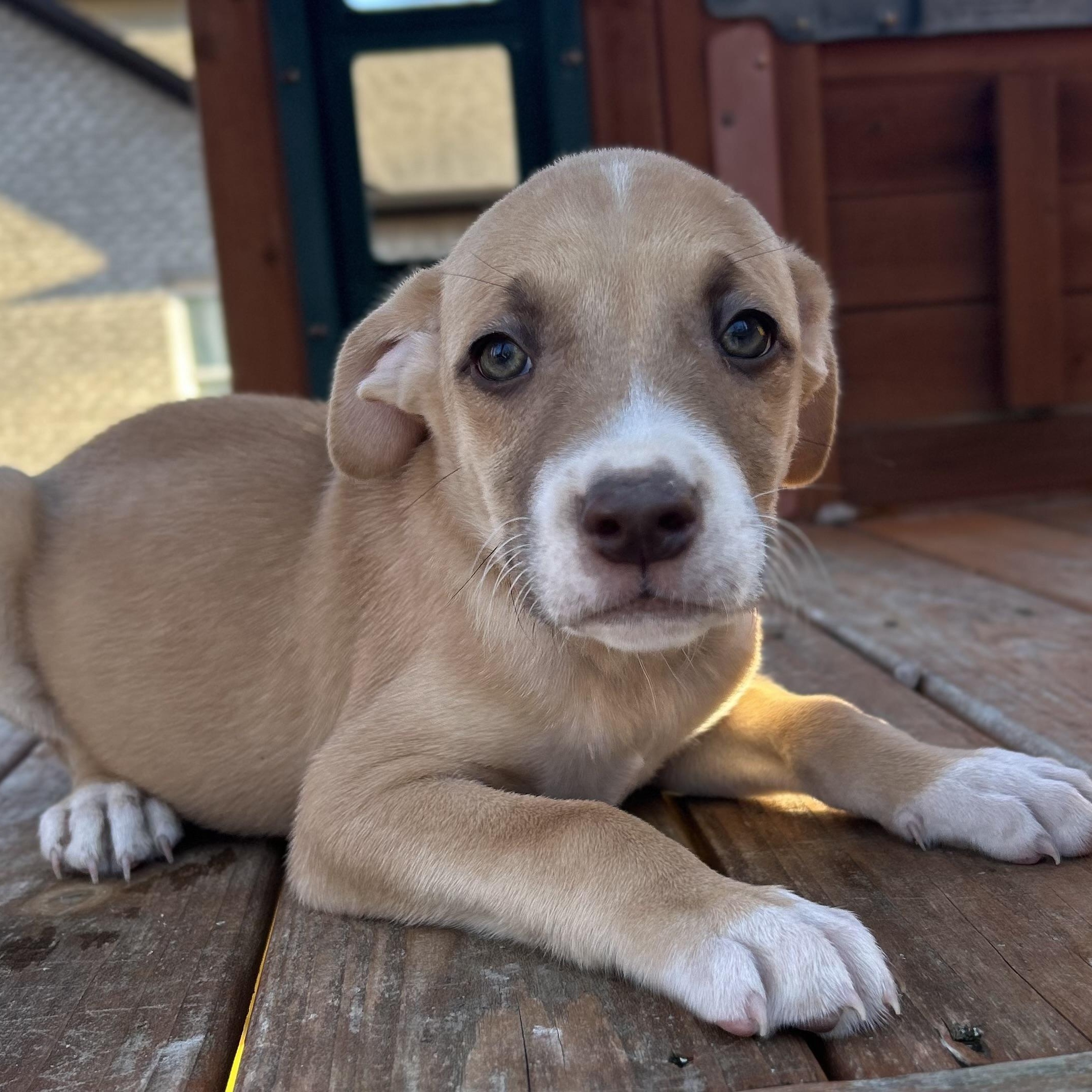 Enlarge TomTom, a Adoptable mixed breed in Warrior, AL image 4/6