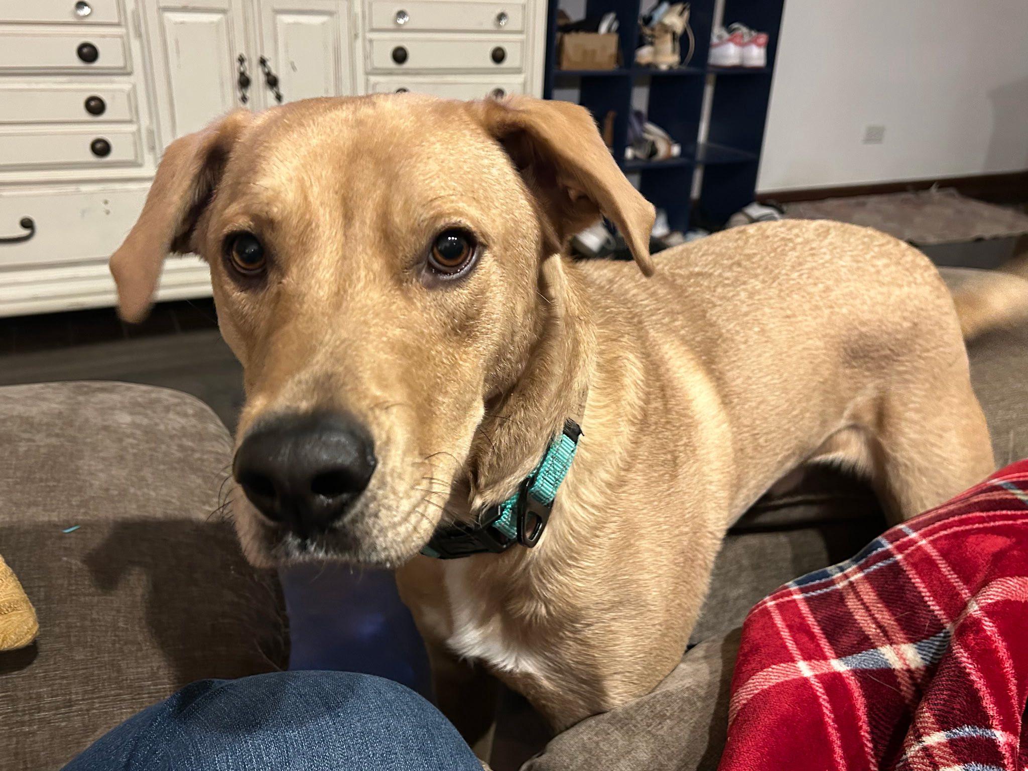 Buddy, a Adoptable mixed breed in Marengo, IL image 1/3