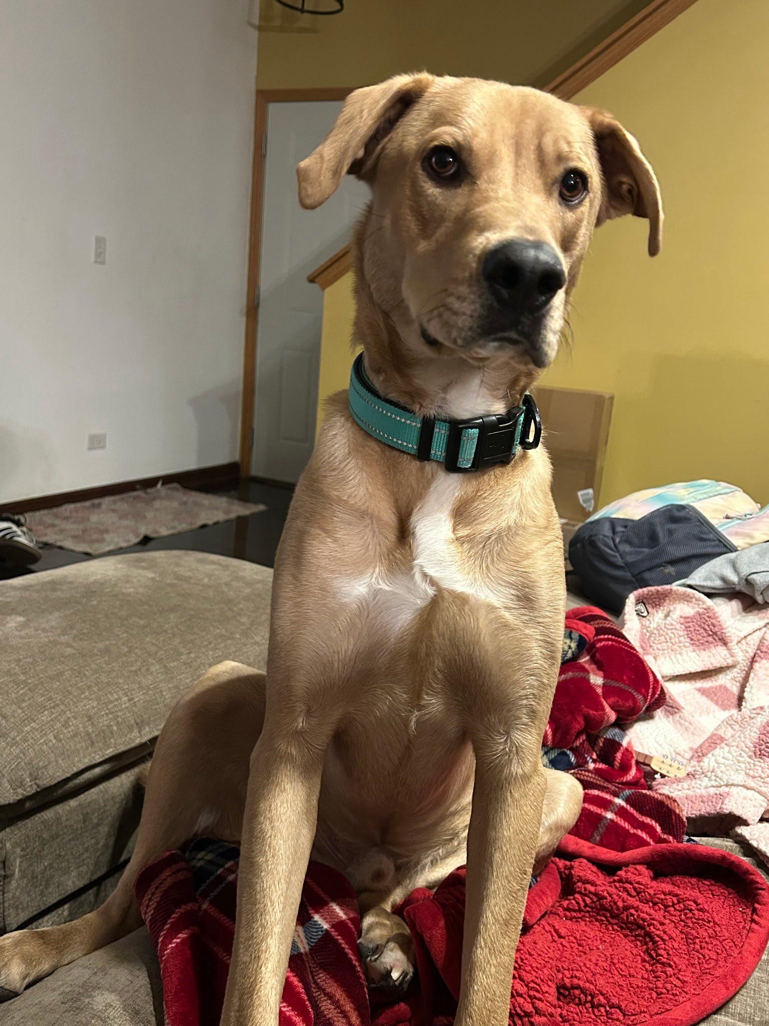 Buddy, a Adoptable mixed breed in Marengo, IL image 2/3