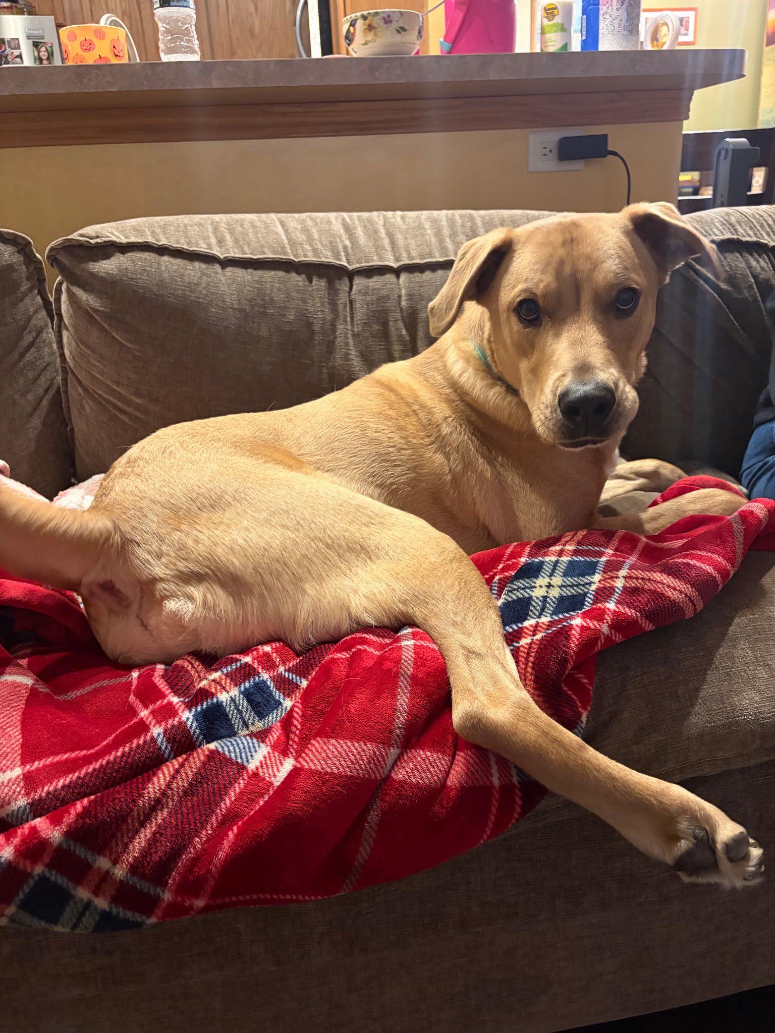 Buddy, a Adoptable mixed breed in Marengo, IL image 3/3