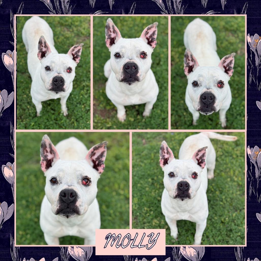 Molly, a Adoptable mixed breed in Fort Smith, AR image 1/4