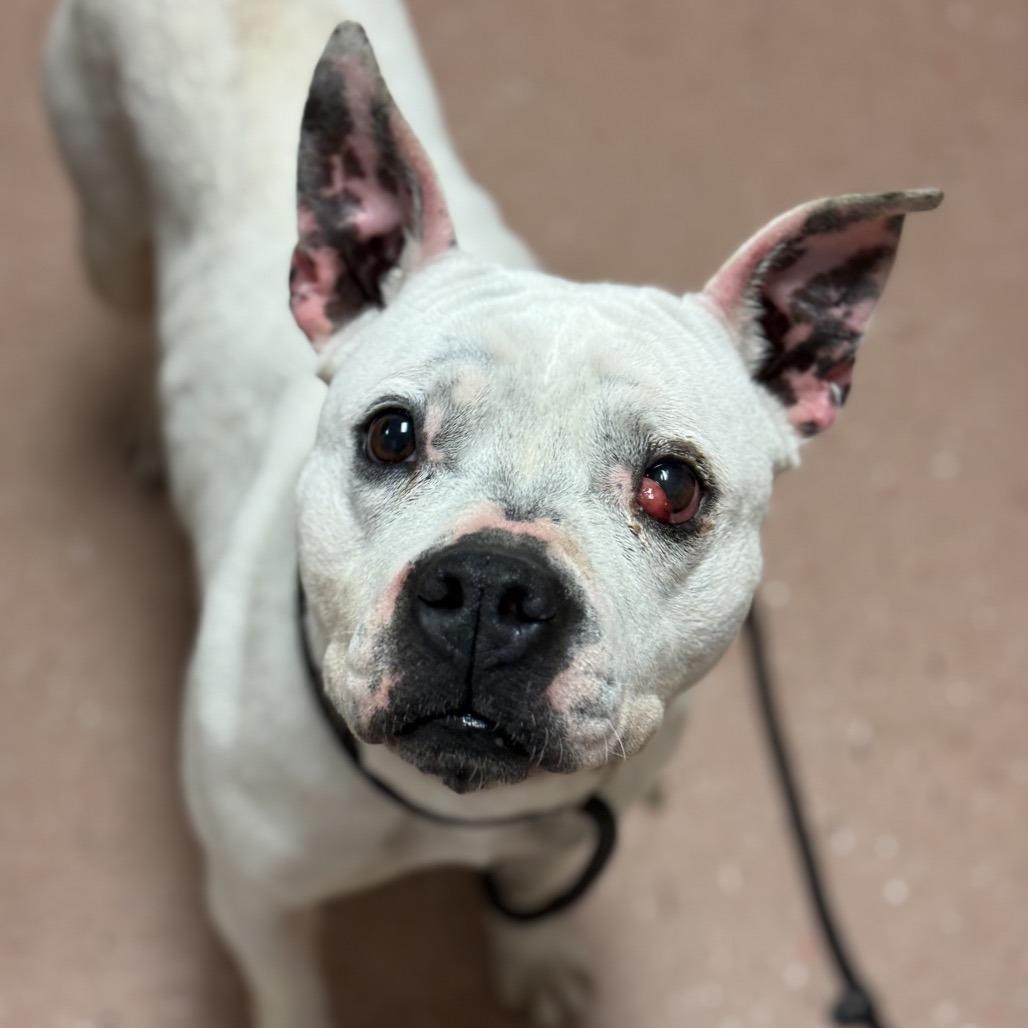 Molly, a Adoptable mixed breed in Fort Smith, AR image 2/4