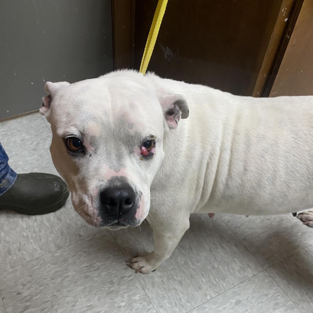 Molly, a Adoptable mixed breed in Fort Smith, AR image 3/4