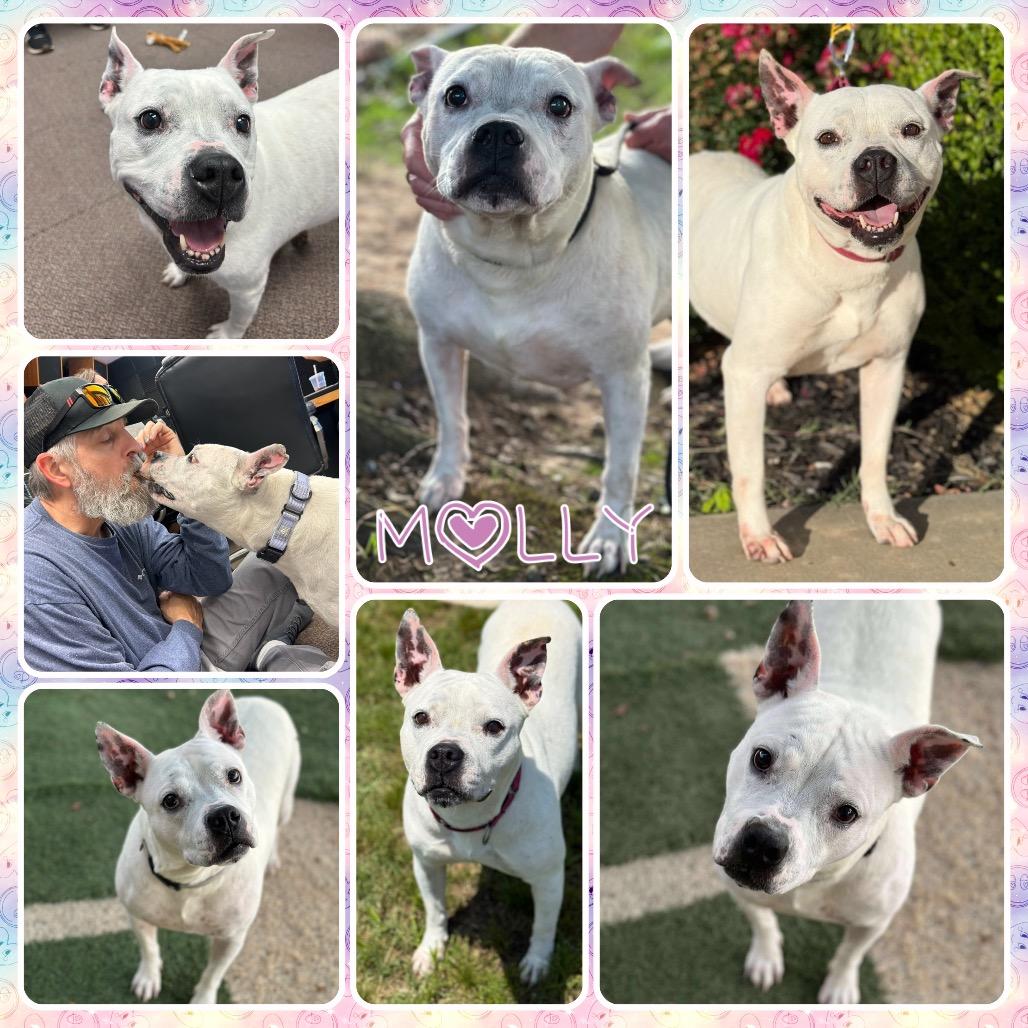 Molly, a Adoptable mixed breed in Fort Smith, AR image 4/4