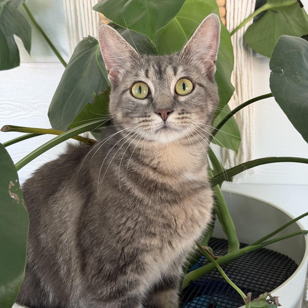 Enlarge Stripe, a Adoptable Domestic Short Hair in Springfield, IL image 1/5