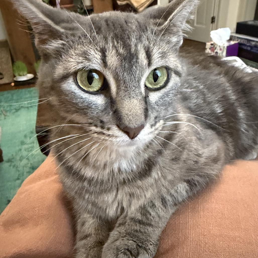 Enlarge Stripe, a Adoptable Domestic Short Hair in Springfield, IL image 2/5