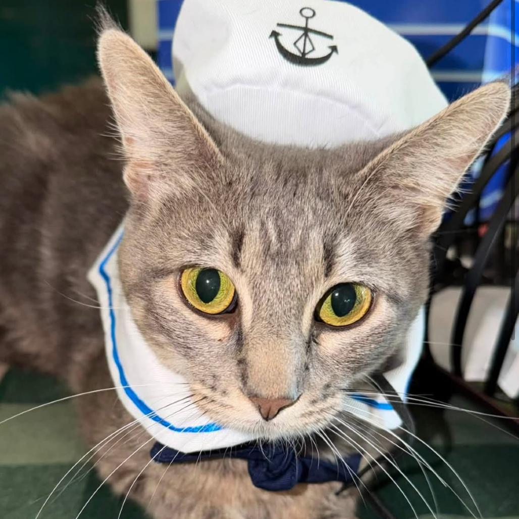 Enlarge Stripe, a Adoptable Domestic Short Hair in Springfield, IL image 3/5