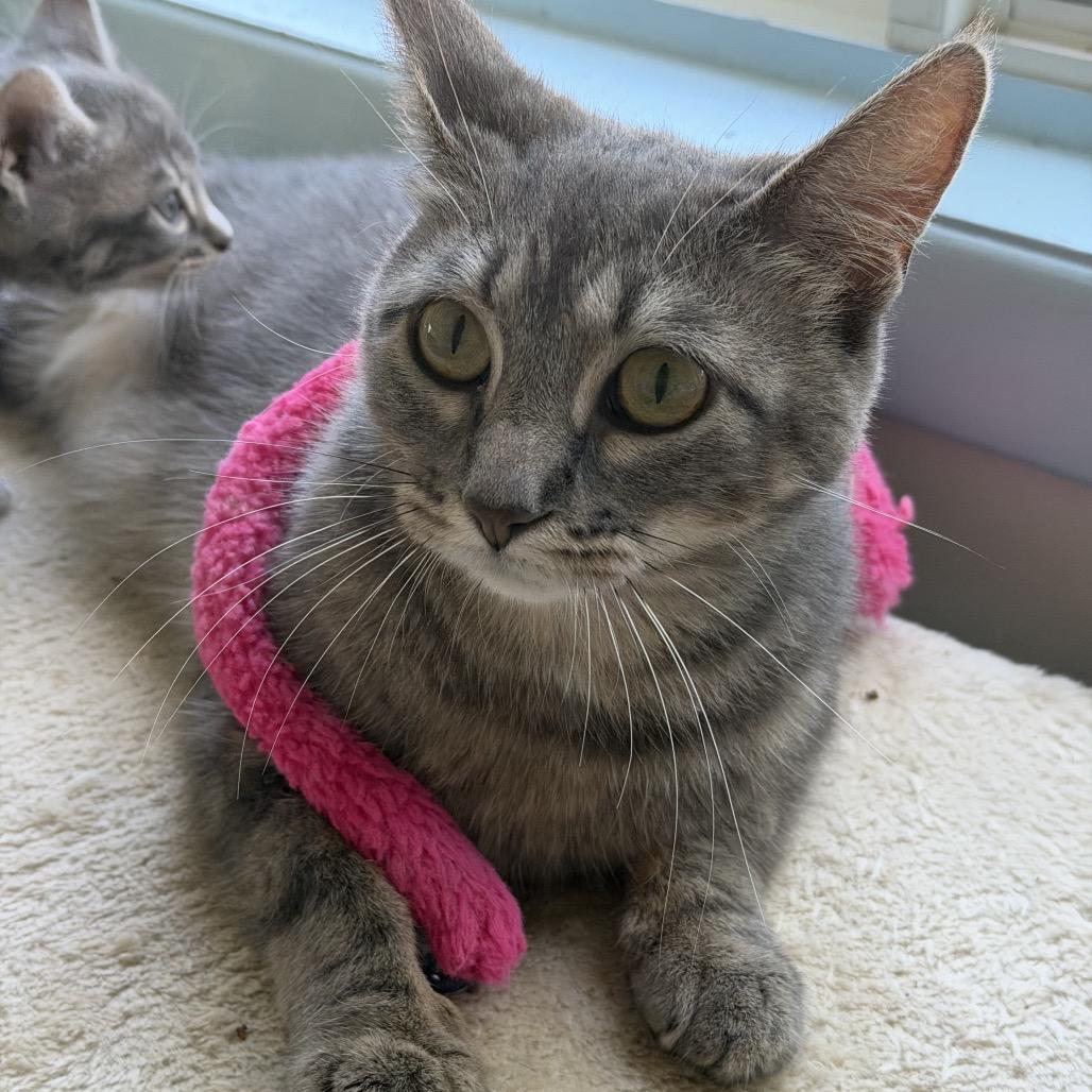 Enlarge Stripe, a Adoptable Domestic Short Hair in Springfield, IL image 4/5