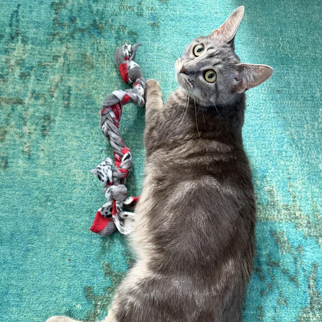 Enlarge Stripe, a Adoptable Domestic Short Hair in Springfield, IL image 5/5