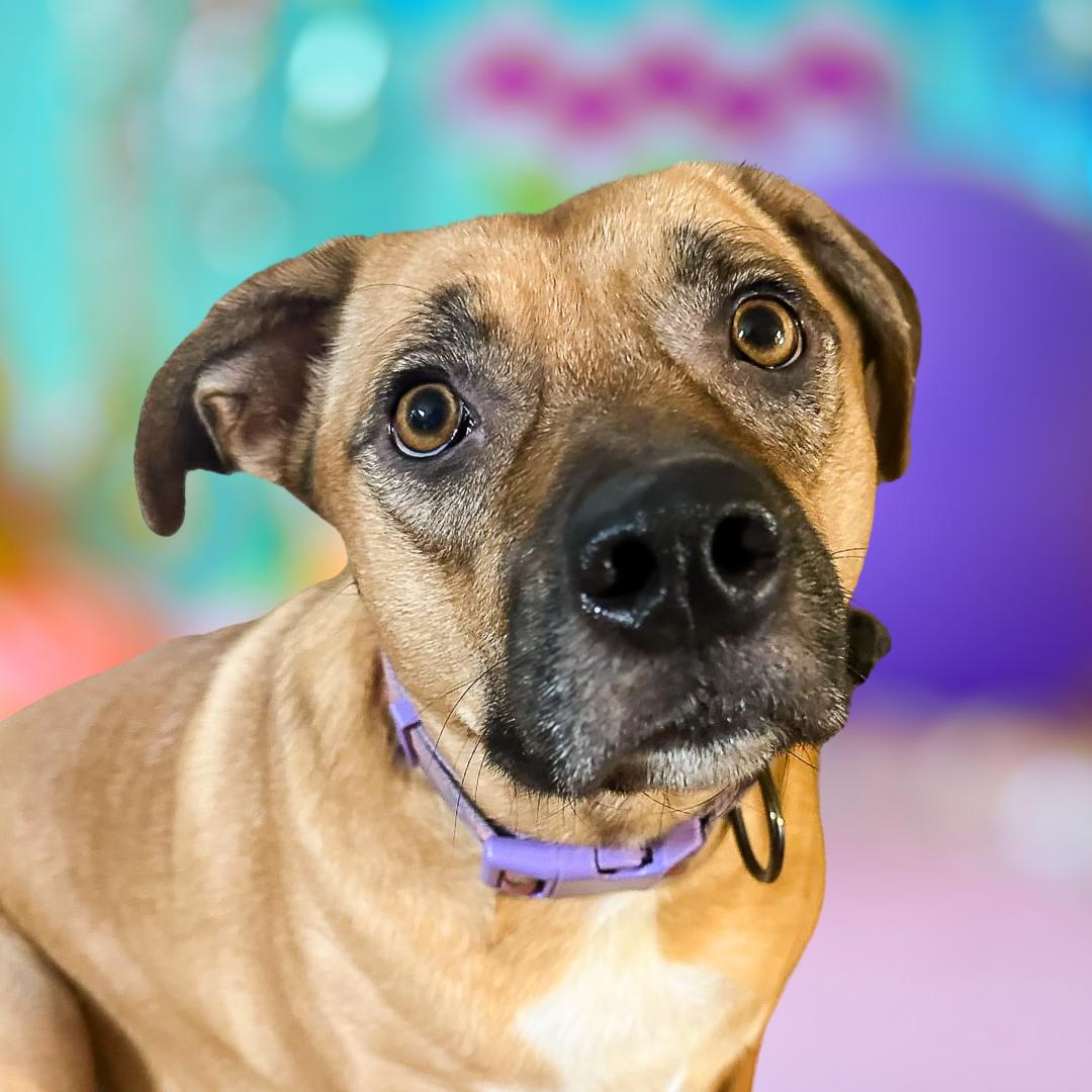 Daphne - FOSTER NEEDED!!!, a Adoptable mixed breed in Minneapolis, MN image 2/4