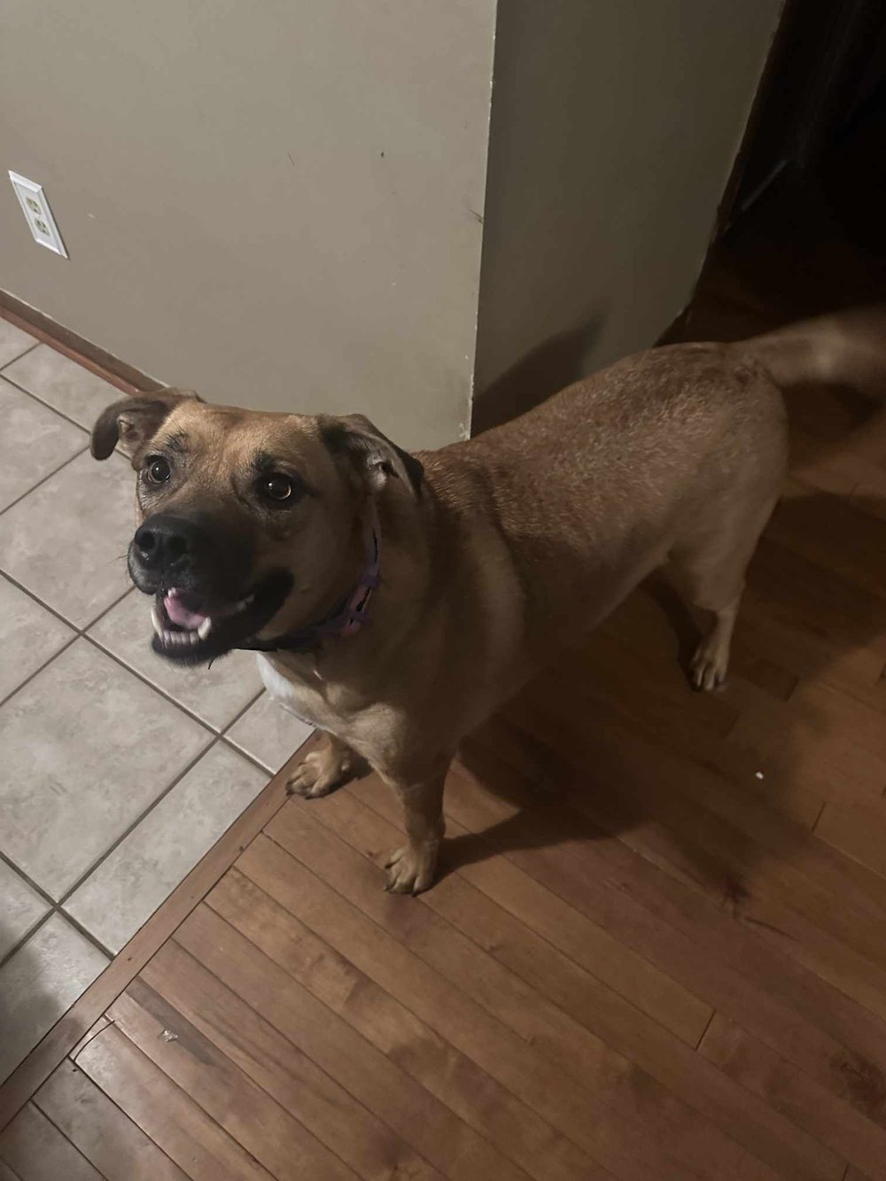 Daphne - FOSTER NEEDED!!!, a Adoptable mixed breed in Minneapolis, MN image 3/4