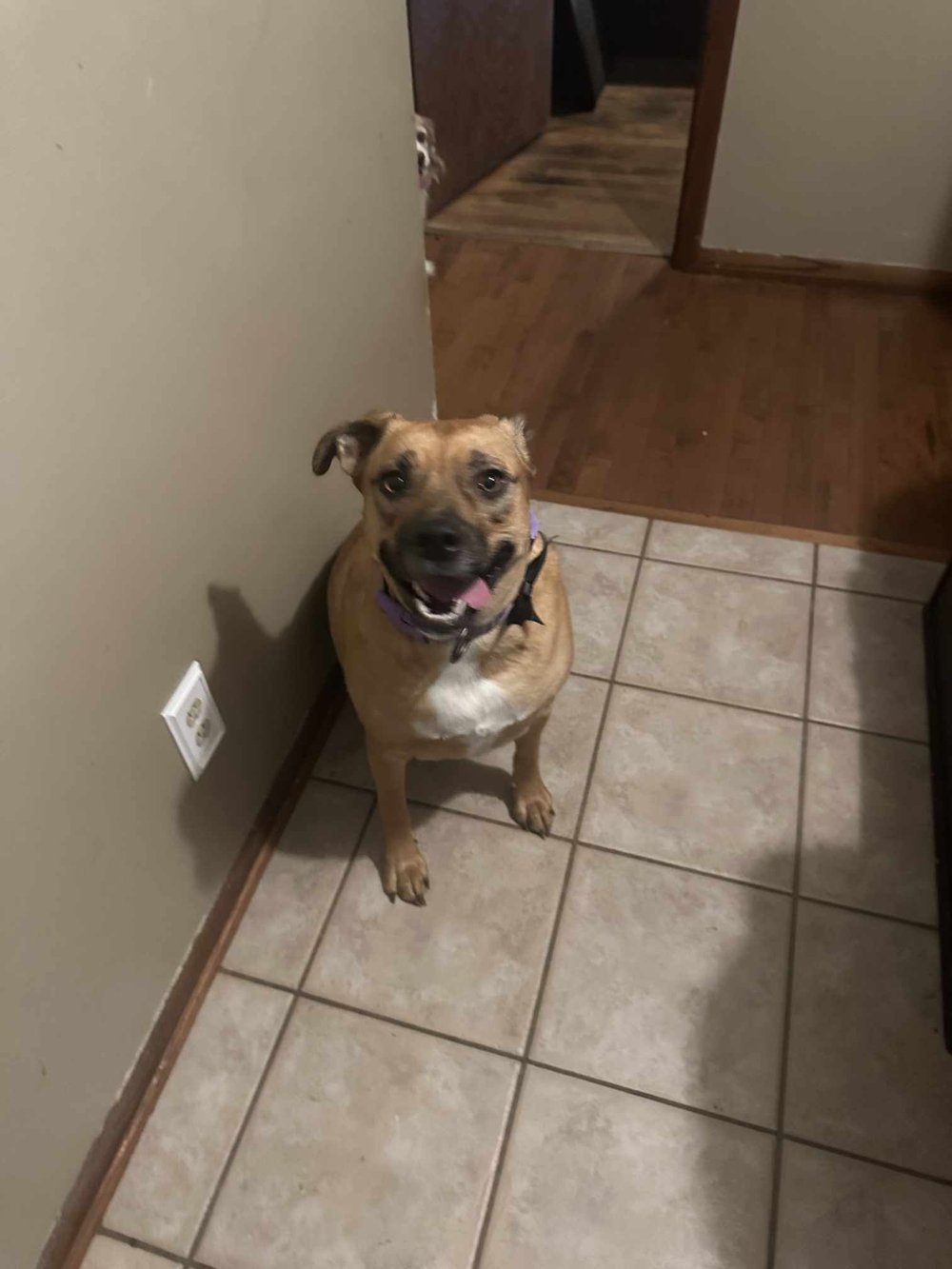 Daphne - FOSTER NEEDED!!!, a Adoptable mixed breed in Minneapolis, MN image 4/4