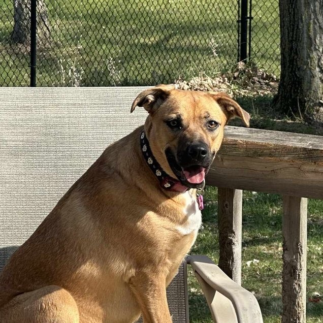 Daphne - FOSTER NEEDED!!!, a Adoptable mixed breed in Minneapolis, MN image 1/4