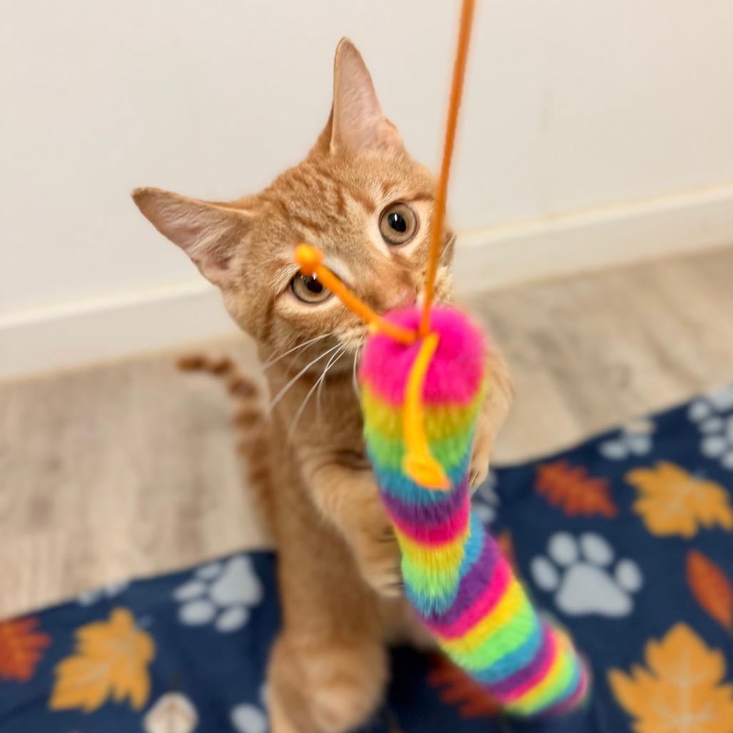 Bentley, Adoptable, Kitten Male Domestic Short Hair.