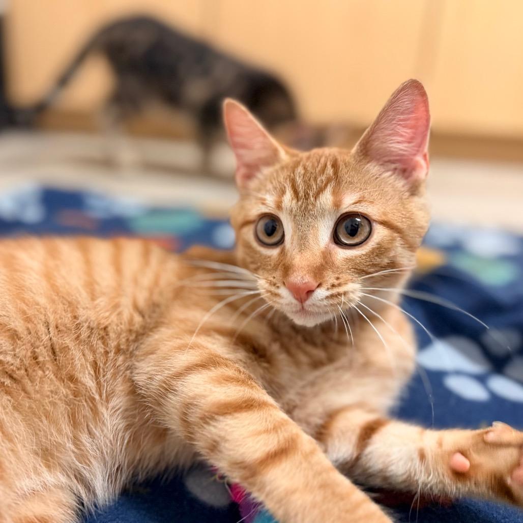 Enlarge Bentley, a Adoptable Domestic Short Hair in Green Bay, WI image 2/4