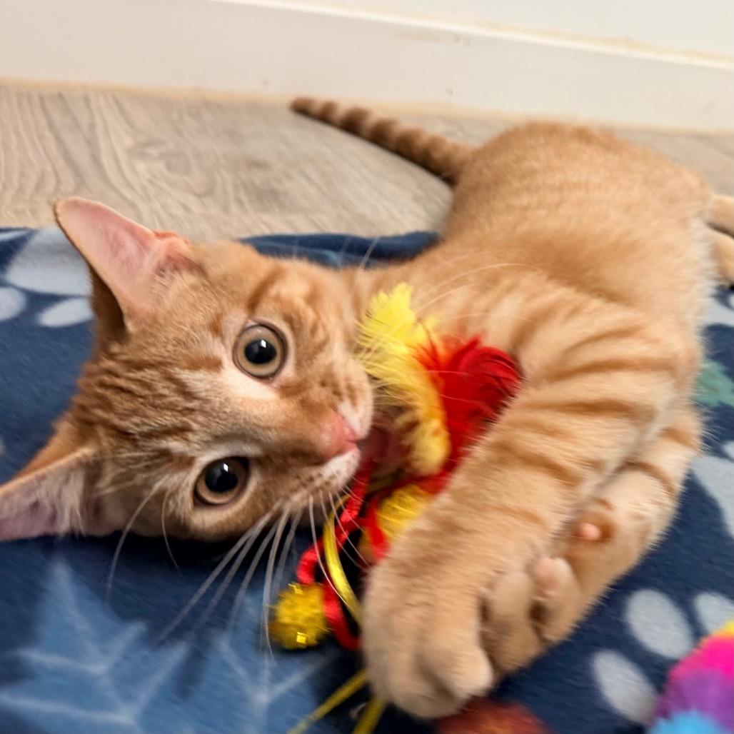 Enlarge Bentley, a Adoptable Domestic Short Hair in Green Bay, WI image 3/4