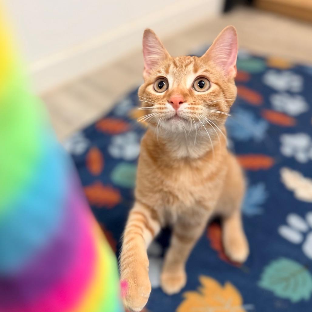 Enlarge Bentley, a Adoptable Domestic Short Hair in Green Bay, WI image 4/4