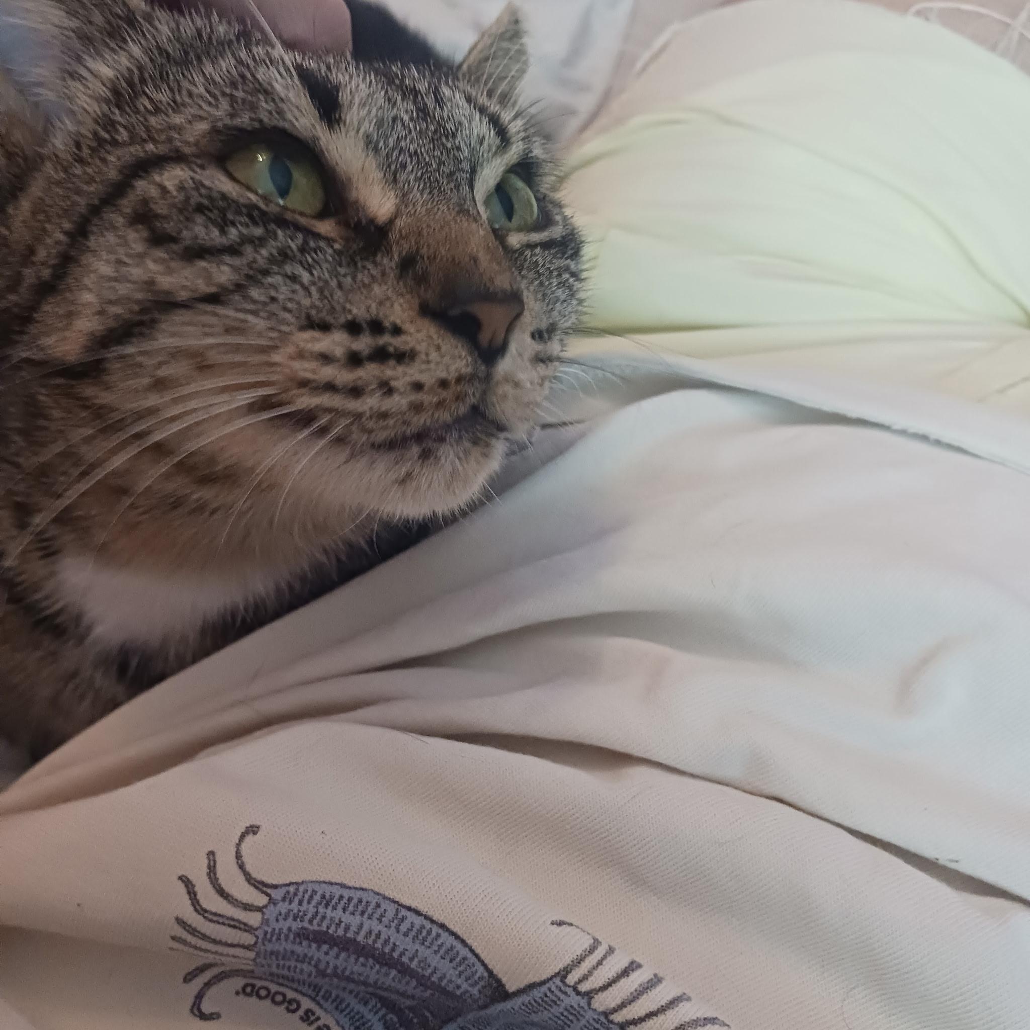 Enlarge Ellie, a Adoptable Domestic Short Hair in Buffalo, NY image 6/6