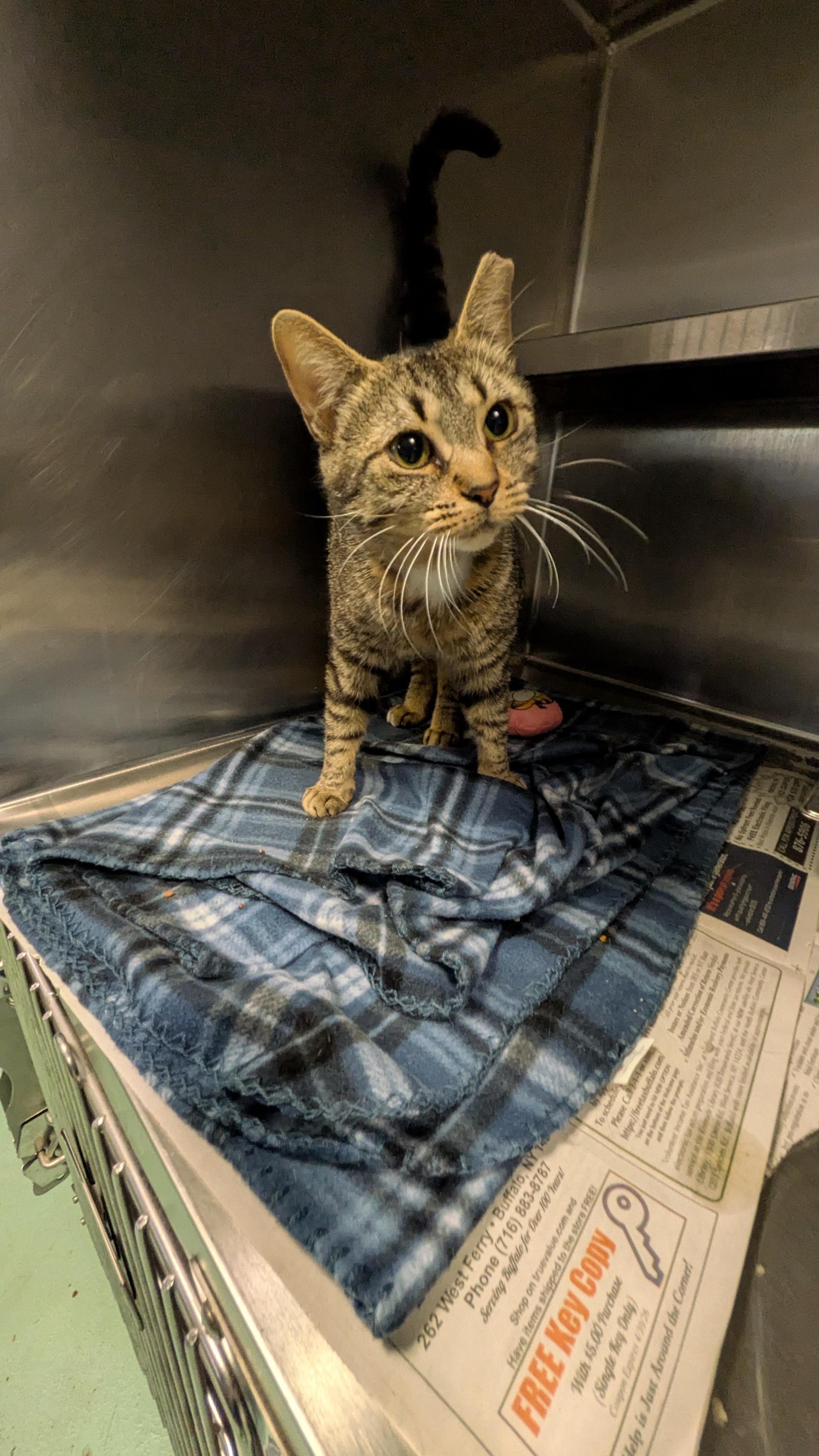 Enlarge Ellie, a ADOPTABLE Domestic Short Hair in Buffalo, NY image 4/5