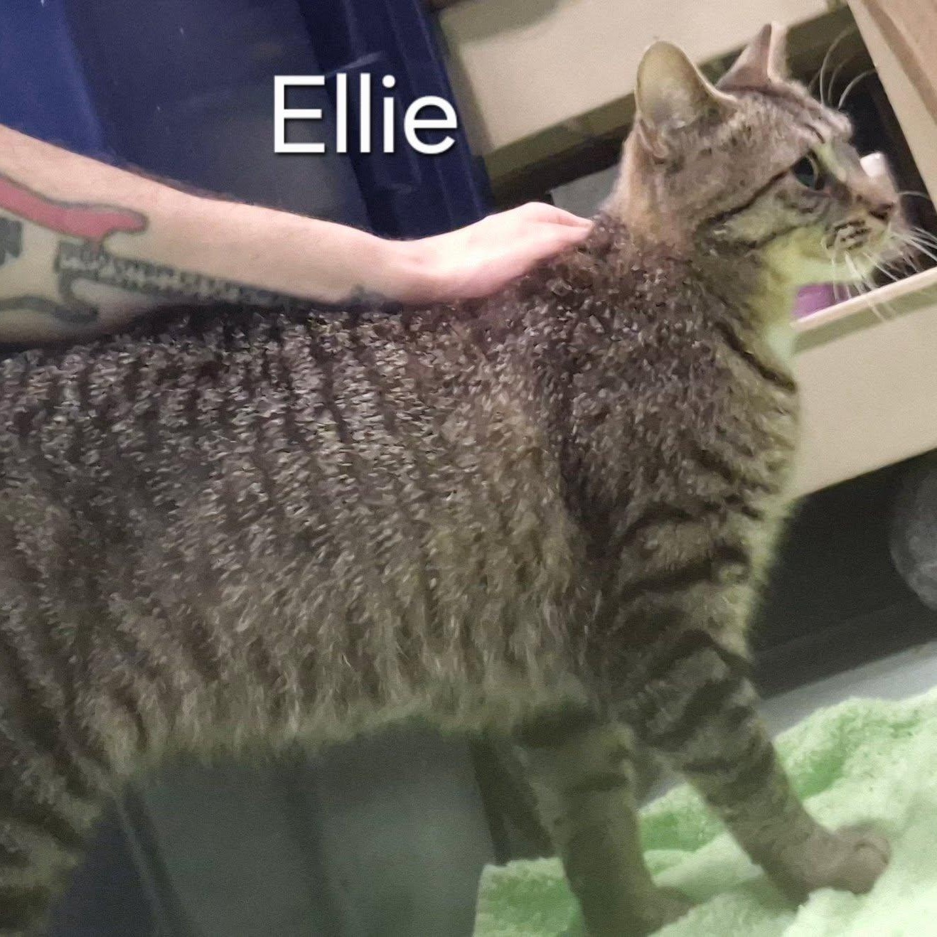 Enlarge Ellie, a Adoptable Domestic Short Hair in Buffalo, NY image 3/6
