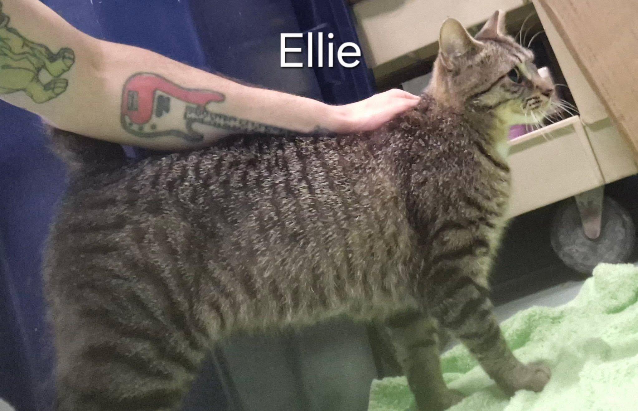 Enlarge Ellie, a ADOPTABLE Domestic Short Hair in Buffalo, NY image 3/5