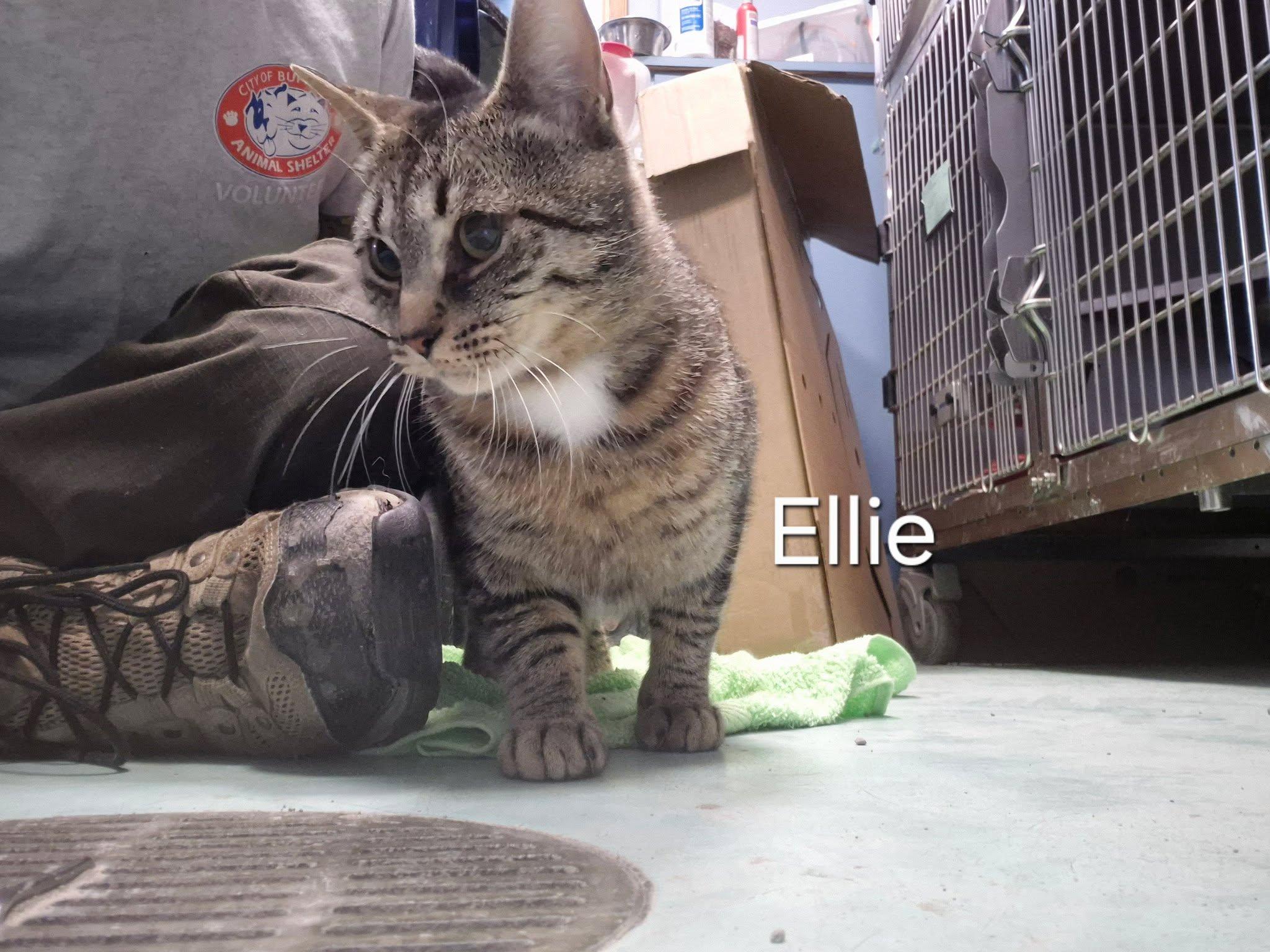 Enlarge Ellie, a ADOPTABLE Domestic Short Hair in Buffalo, NY image 2/5