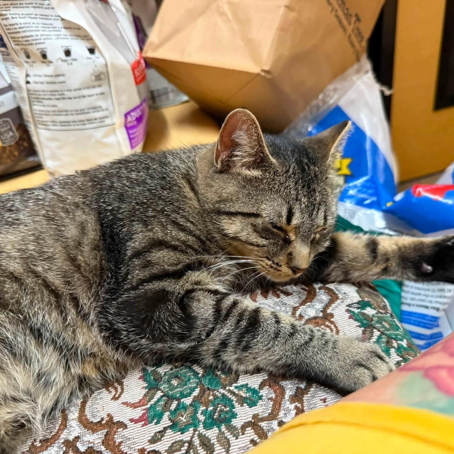 Ellie, Adoptable, Adult Female Domestic Short Hair.
