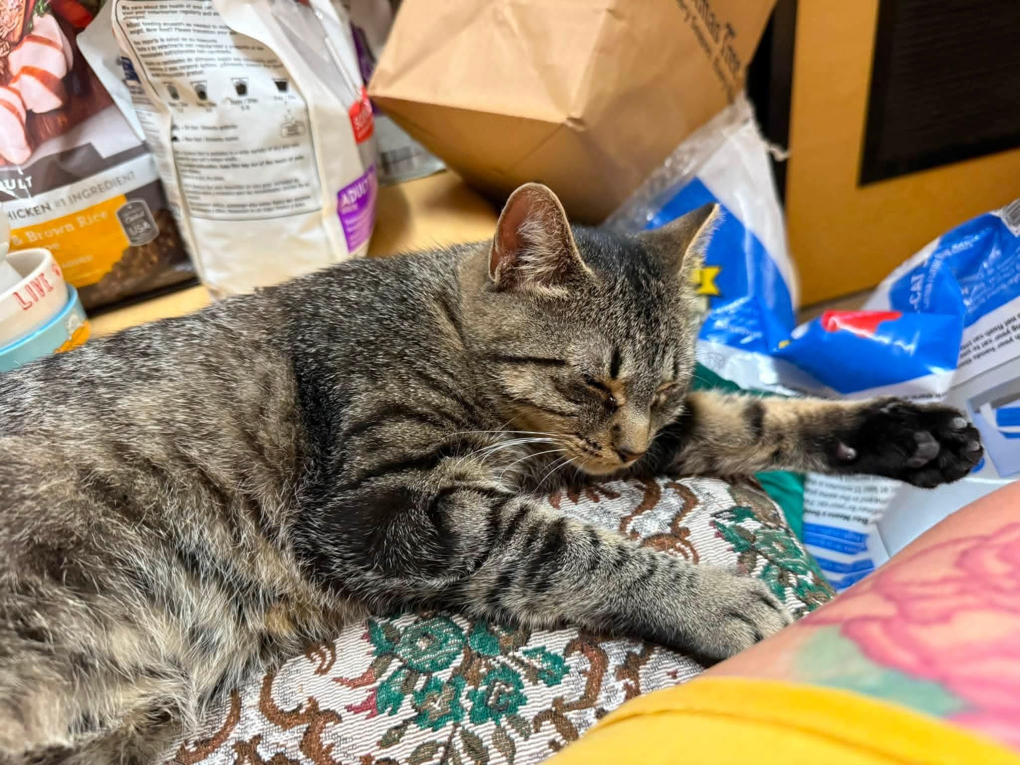 Enlarge Ellie, a ADOPTABLE Domestic Short Hair in Buffalo, NY image 5/5