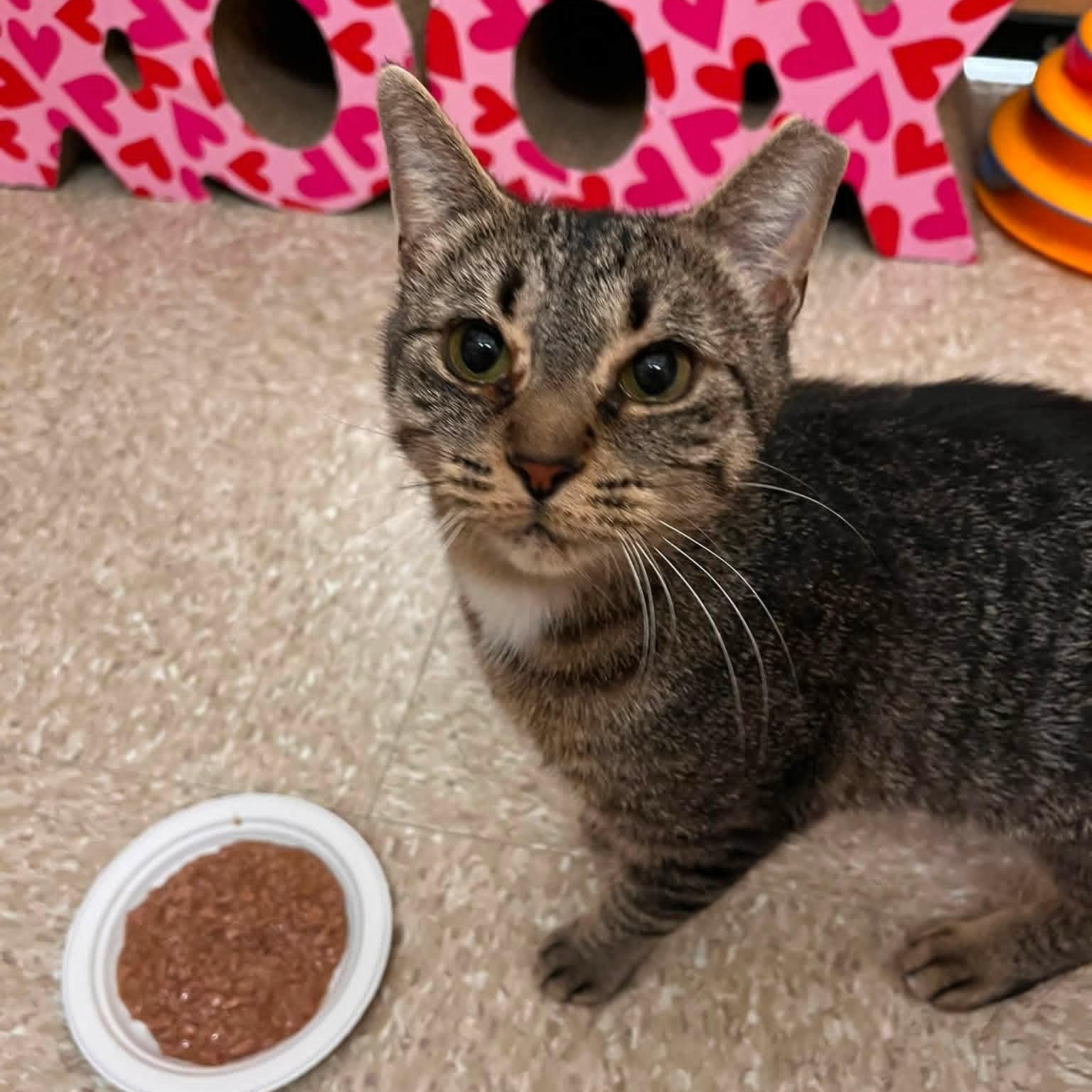 Ellie, ADOPTABLE, Adult Female Domestic Short Hair.
