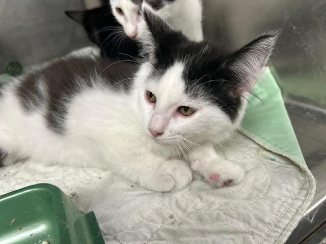 Apple Cider, a Adoptable mixed breed in Bloomingdale, NJ image 4/4