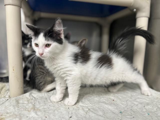 Apple Cider, a Adoptable mixed breed in Bloomingdale, NJ image 2/4