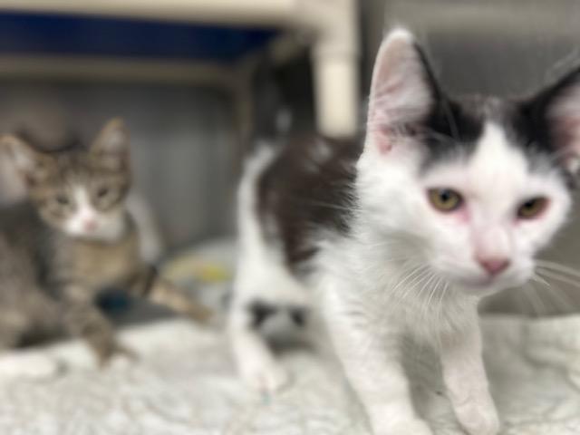 Apple Cider, a Adoptable mixed breed in Bloomingdale, NJ image 3/4