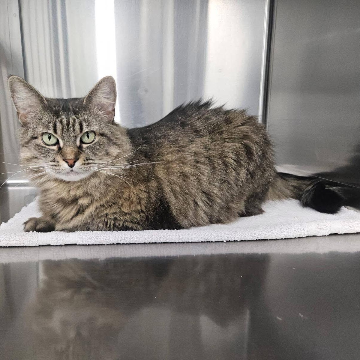 Enlarge KeKe, a ADOPTABLE Domestic Long Hair in Charlestown, RI image 1/2