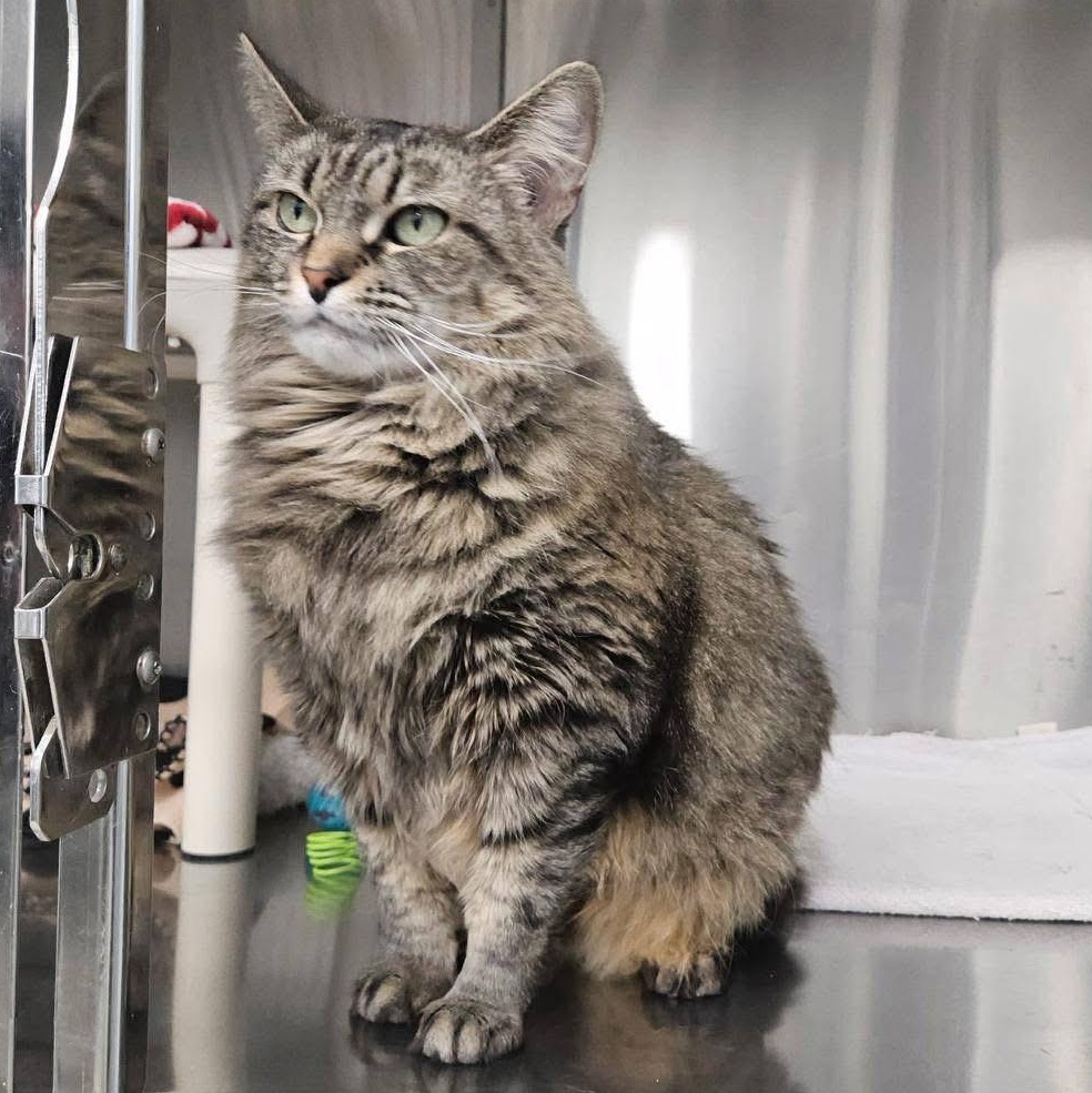 Enlarge KeKe, a ADOPTABLE Domestic Long Hair in Charlestown, RI image 2/2