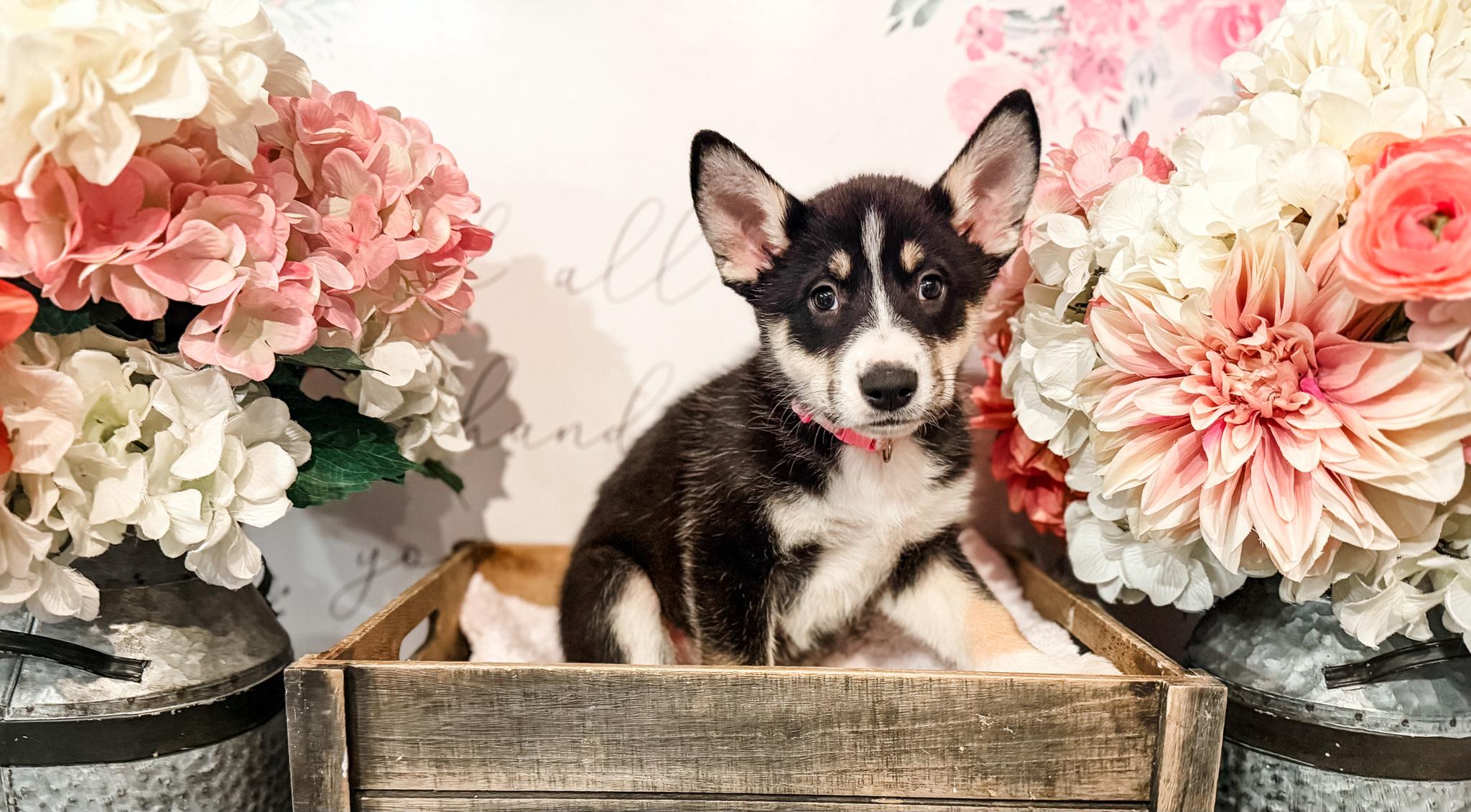 Jessie , Adoptable, Puppy Female Husky & Alaskan Malamute.