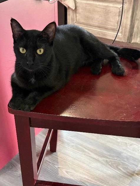 Enlarge Noel, a Adoptable mixed breed in Minot, ND image 1/5