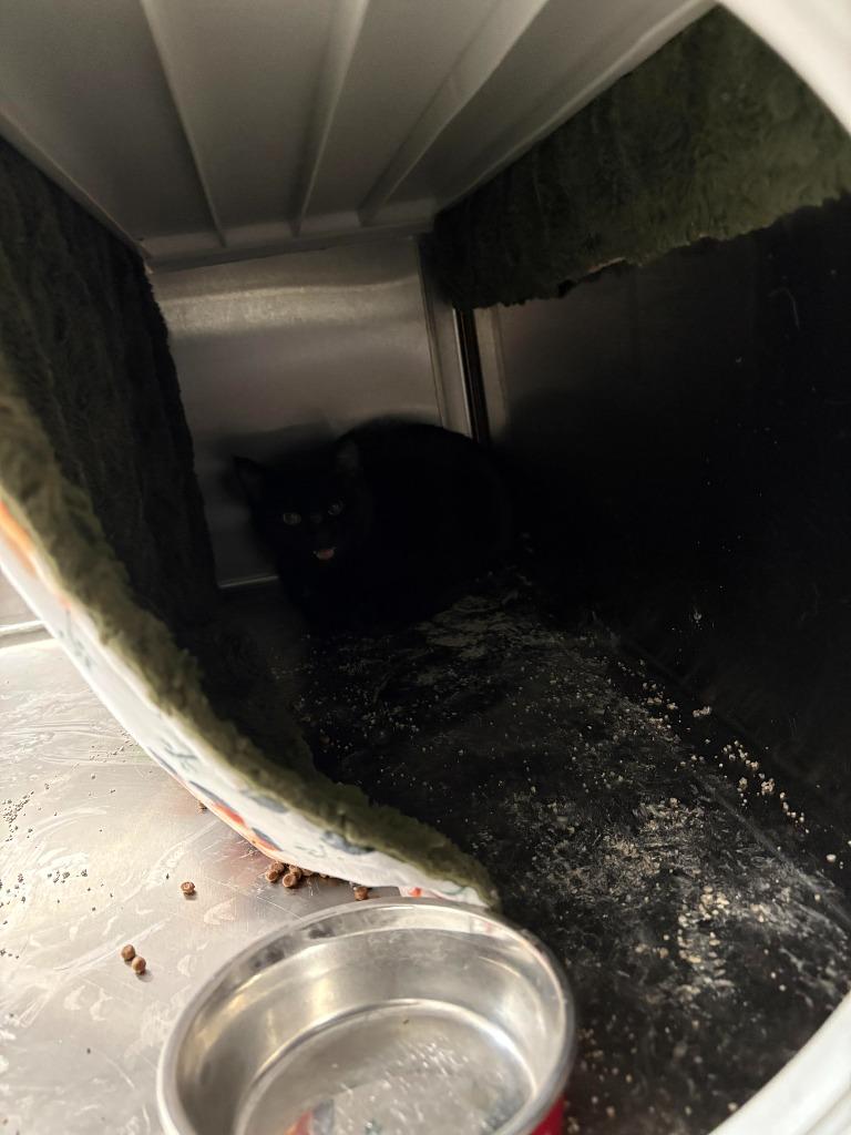 Noel, Adoptable, Kitten Female Domestic Short Hair.