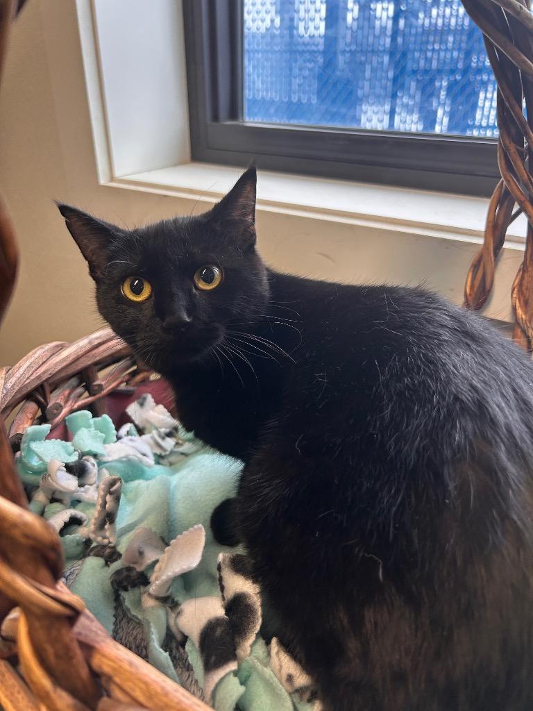 Enlarge Noel, a Adoptable mixed breed in Minot, ND image 2/3