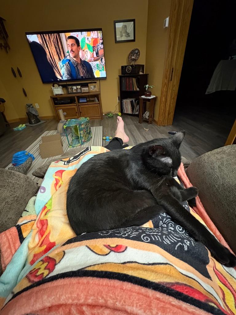 Enlarge Noel, a Adoptable mixed breed in Minot, ND image 4/5