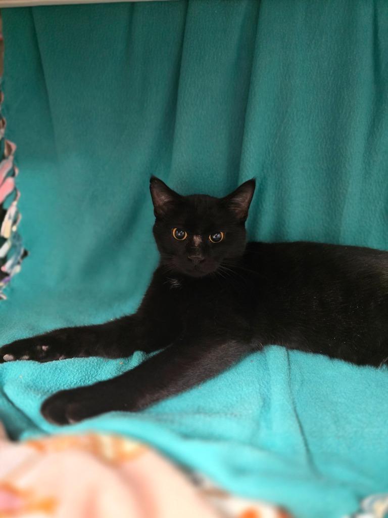 Enlarge Noel, a Adoptable mixed breed in Minot, ND image 2/3