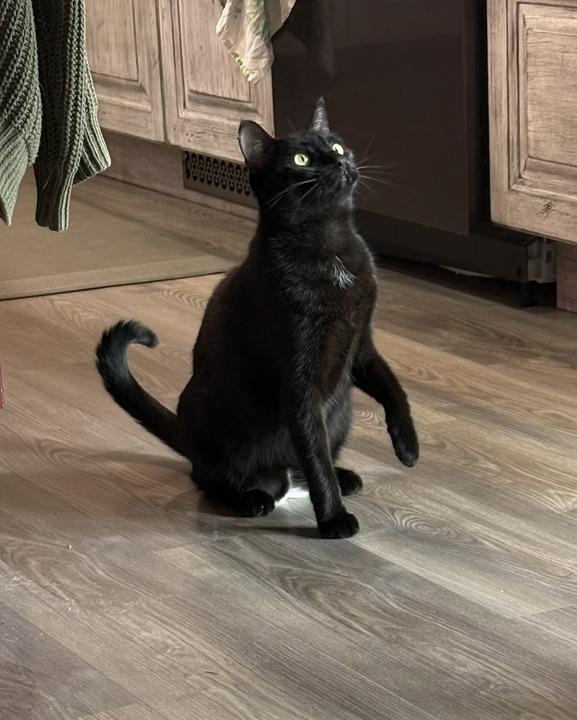 Enlarge Noel, a Adoptable mixed breed in Minot, ND image 5/6
