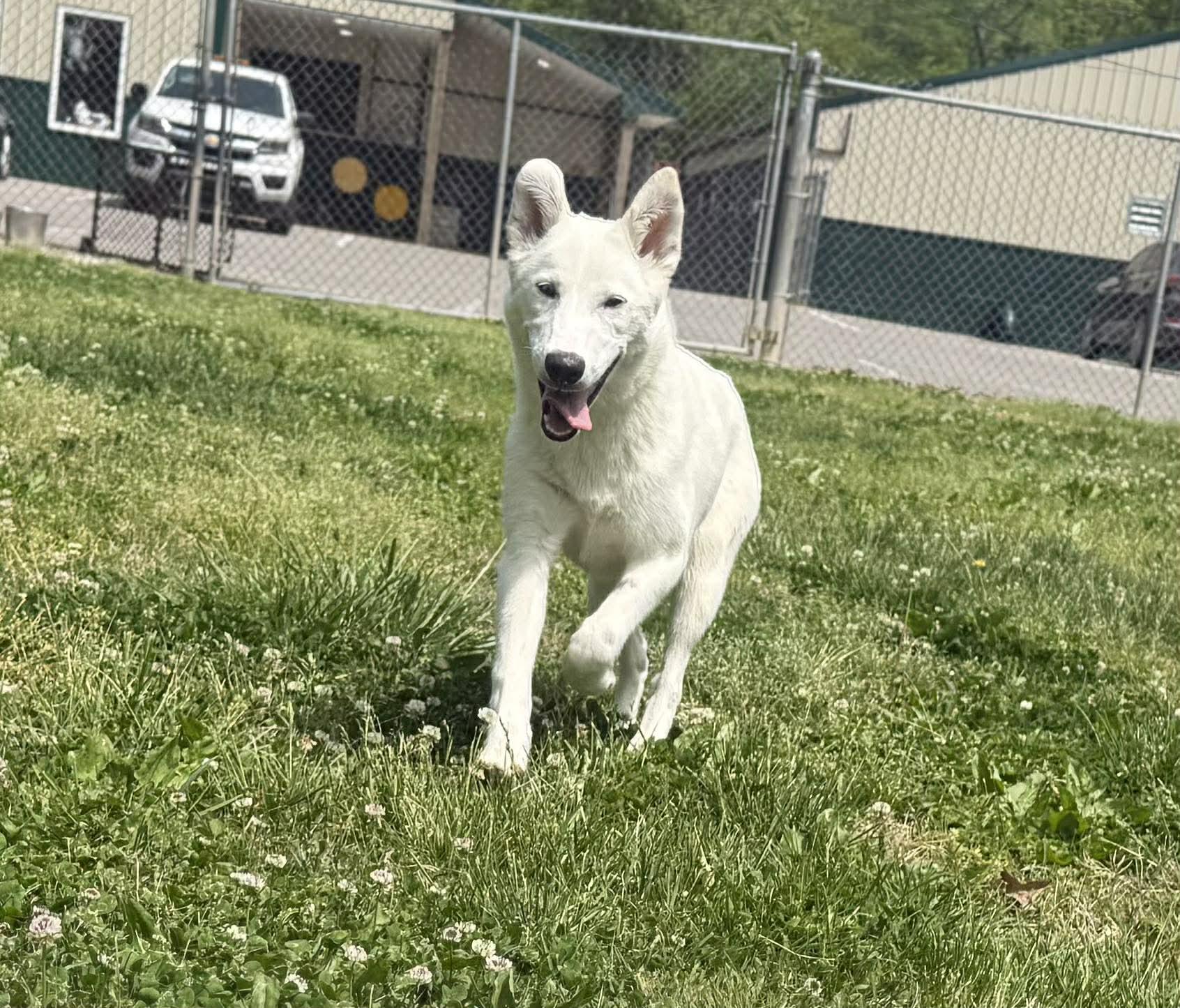 Enlarge Evers, an adopted mixed breed in Leitchfield, KY image 2/3
