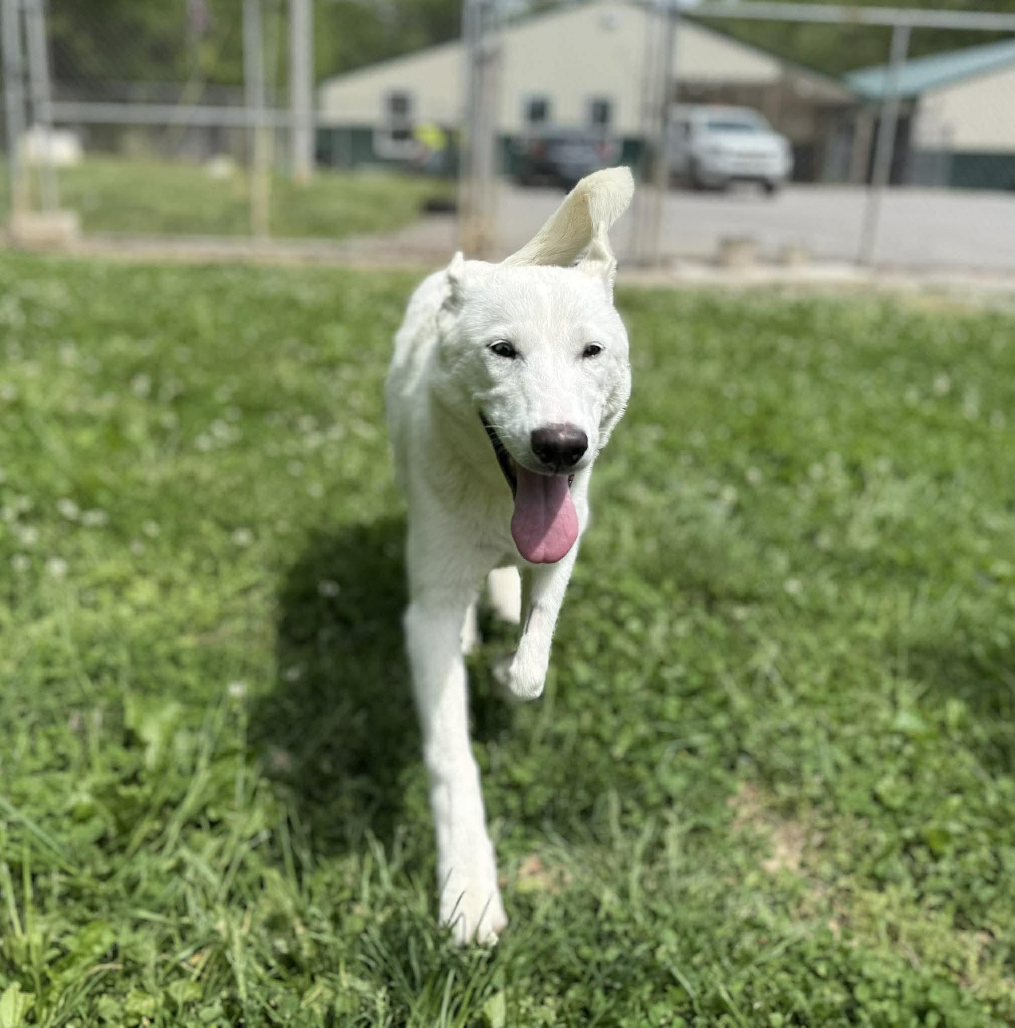 Enlarge Evers, an adopted mixed breed in Leitchfield, KY image 1/3