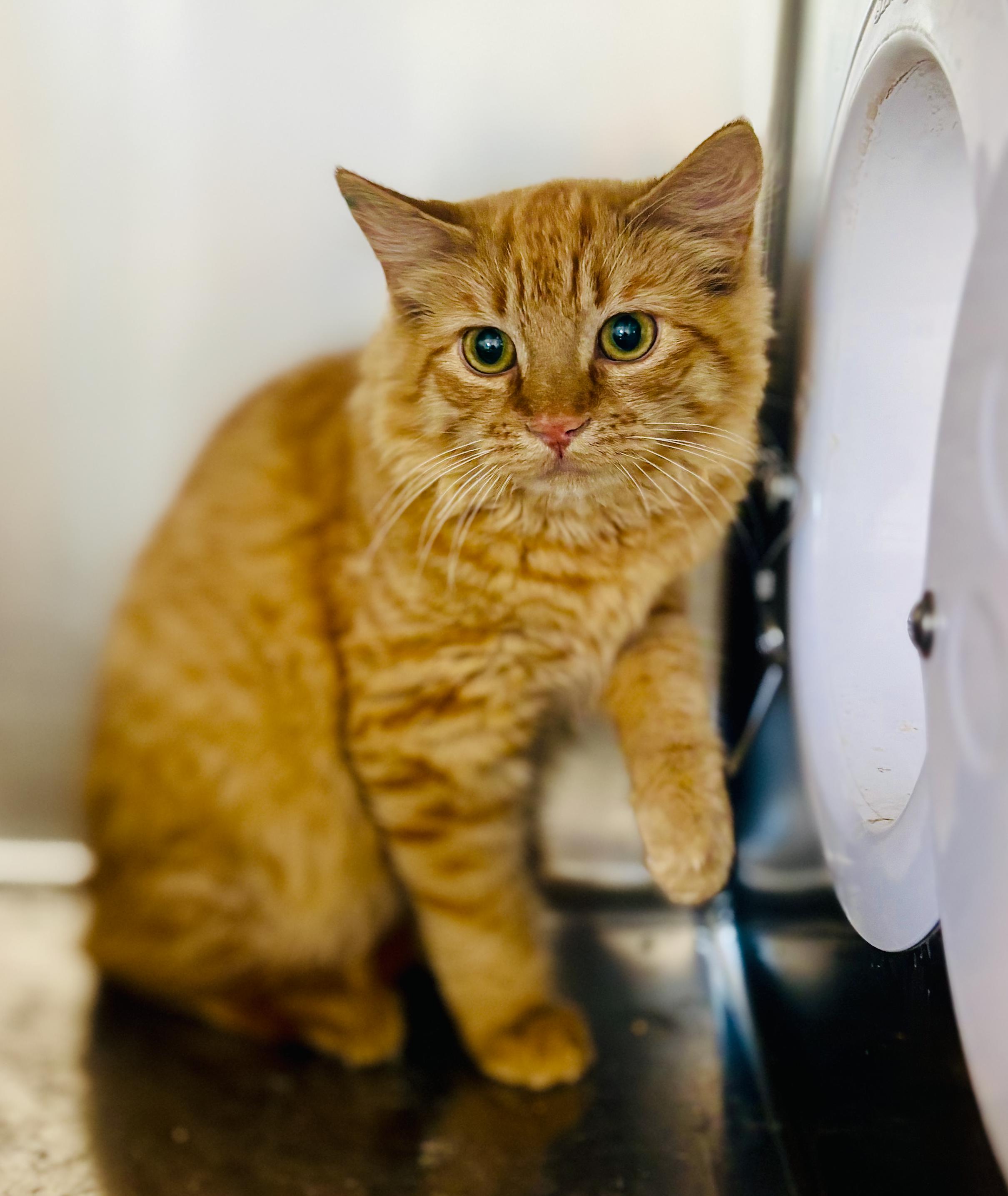Enlarge Peanut, a Adoptable Domestic Long Hair in St Stephen, NB image 2/2
